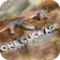 Superhive Market - One Click Age 