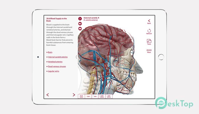 Download Visible Body Anatomy and Physiology 1.5.04 Free Full Activated