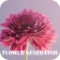 Blender Market - Flower Generator