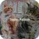 aescripts-turing-pattern_icon