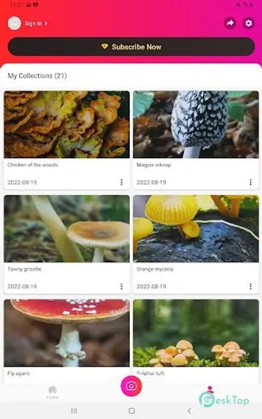 Picture Mushroom - Mushroom ID