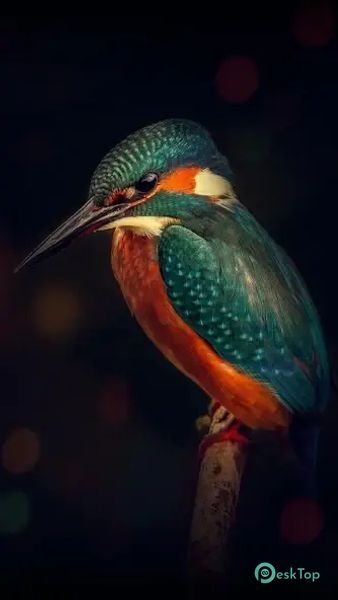 Video Wallpaper for Huawei 4.7 APK MOD تحميل مجاني كامل