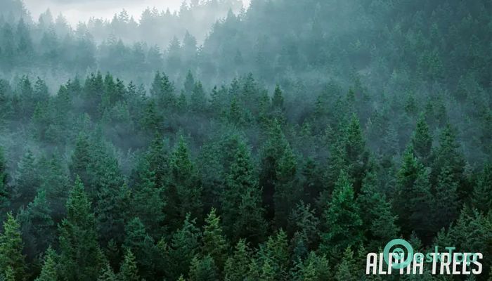 Superhive Market - Alpha Trees
