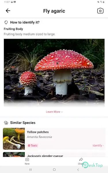 Picture Mushroom - Mushroom ID