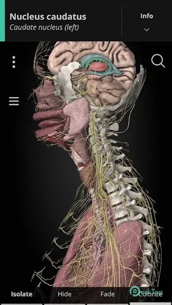 Anatomyka - 3D Anatomy Atlas 3.2.5 APK MOD Tam Ücretsiz İndir