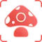 Picture Mushroom - Mushroom ID
