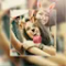 Photo Editor Collage - Picsa