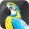 AVSOFT AV Digital Talking Parrot