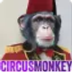 aescripts-circusmonkey_icon