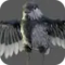 Bird Generator Setup for Geometrynodes Blender